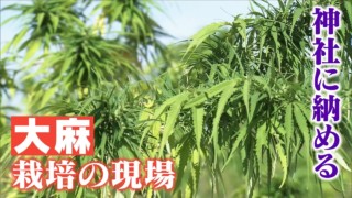 違法薬物のはず？全国でわずか10軒ほど…大麻を栽培する人たち