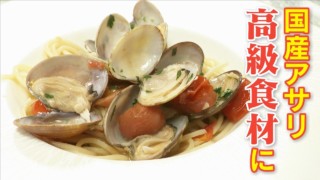 アサリが食卓から消える?産地偽装の「その後」国産アサリが高級食材に