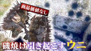 ウニが増えすぎて海底が砂漠に?「商品化したい」地元中学生の挑戦