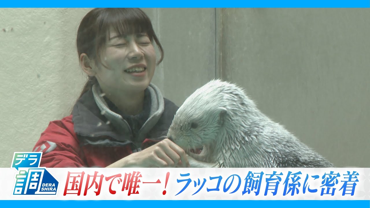 国内で２頭だけになった飼育ラッコ｢メイちゃん｣ ＆｢キラちゃん｣唯一の飼育係に密着