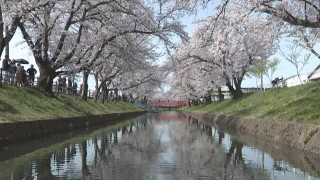 愛知の桜の見頃をチェック！五条川では春の風物詩「のんぼり洗い」も！