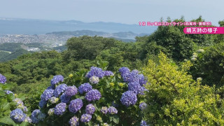 約7万本のあじさいが楽しめる！？幻想的なホタルの乱舞も 気象予報士激推しの“梅雨の絶景スポット”とは