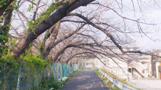 三重・伊勢市だけに咲き誇る激レア“横輪桜”！？上から桜を楽しむ“空中花見”も…今見るべき“桜の絶景スポット”とは
