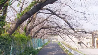 三重・伊勢市だけに咲き誇る激レア“横輪桜”！？上から桜を楽しむ“空中花見”も…今見るべき“桜の絶景スポット”とは