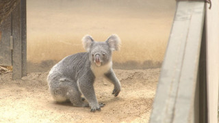 “もぐもぐタイム”に悶絶…活発に動き回る激レア姿も！動物園マニアが教える春の「東山動植物園」