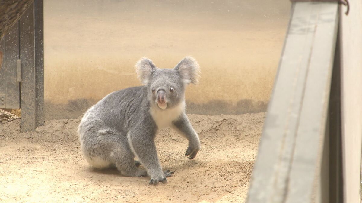 “もぐもぐタイム”に悶絶…活発に動き回る激レア姿も！動物園マニアが教える春の「東山動植物園」
