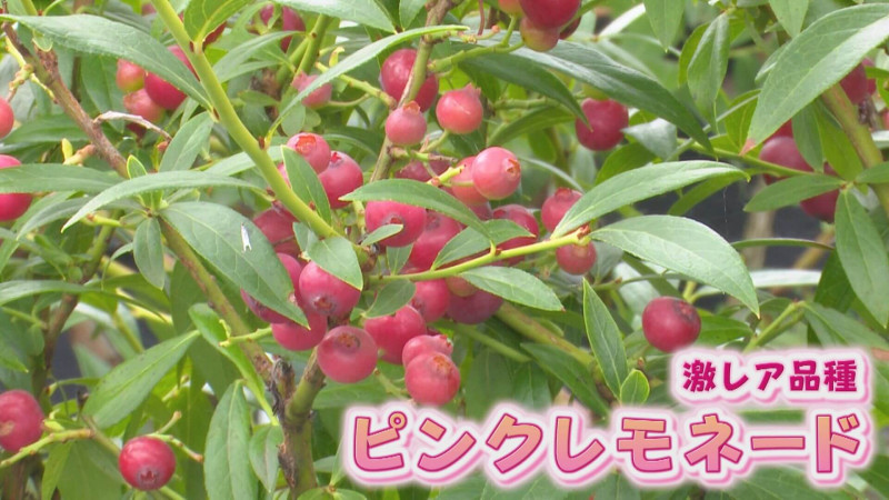 CBCテレビ『花咲かタイムズ』