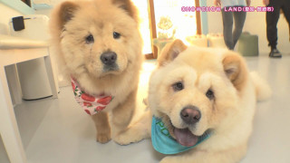 日本初のチャウチャウ専門施設に赤ちゃんの5匹姉妹！？天気も気温も気にせず遊べる最新“おでかけスポット”とは