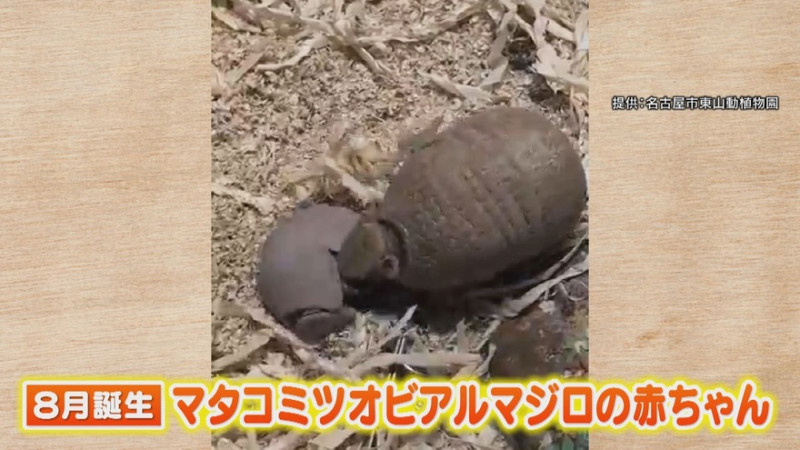 CBCテレビ『花咲かタイムズ』