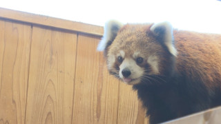 今だけの“激レア姿”も！？赤ちゃんが続々誕生！「東山動植物園」で秋まつりが開催中