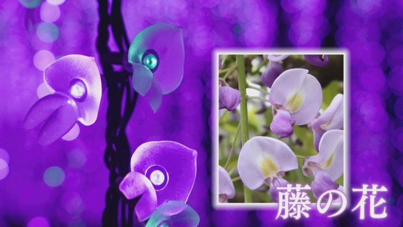 CBCテレビ『花咲かタイムズ』