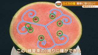 実はスイカの種の並び方には法則があった！ スイカの種の簡単な取り方とは！？