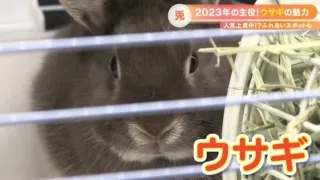 2023年の主役ウサギを飼う人が急増中！一体なぜ！？ウサギの魅力を大調査！
