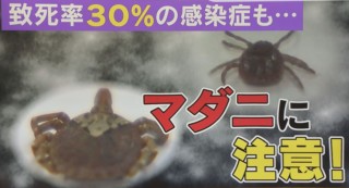 マダニに注意！致死率30％の感染症も！？山のレジャーを楽しむためのマダニ対策とは