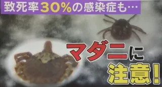 マダニに注意！致死率30％の感染症も！？山のレジャーを楽しむためのマダニ対策とは