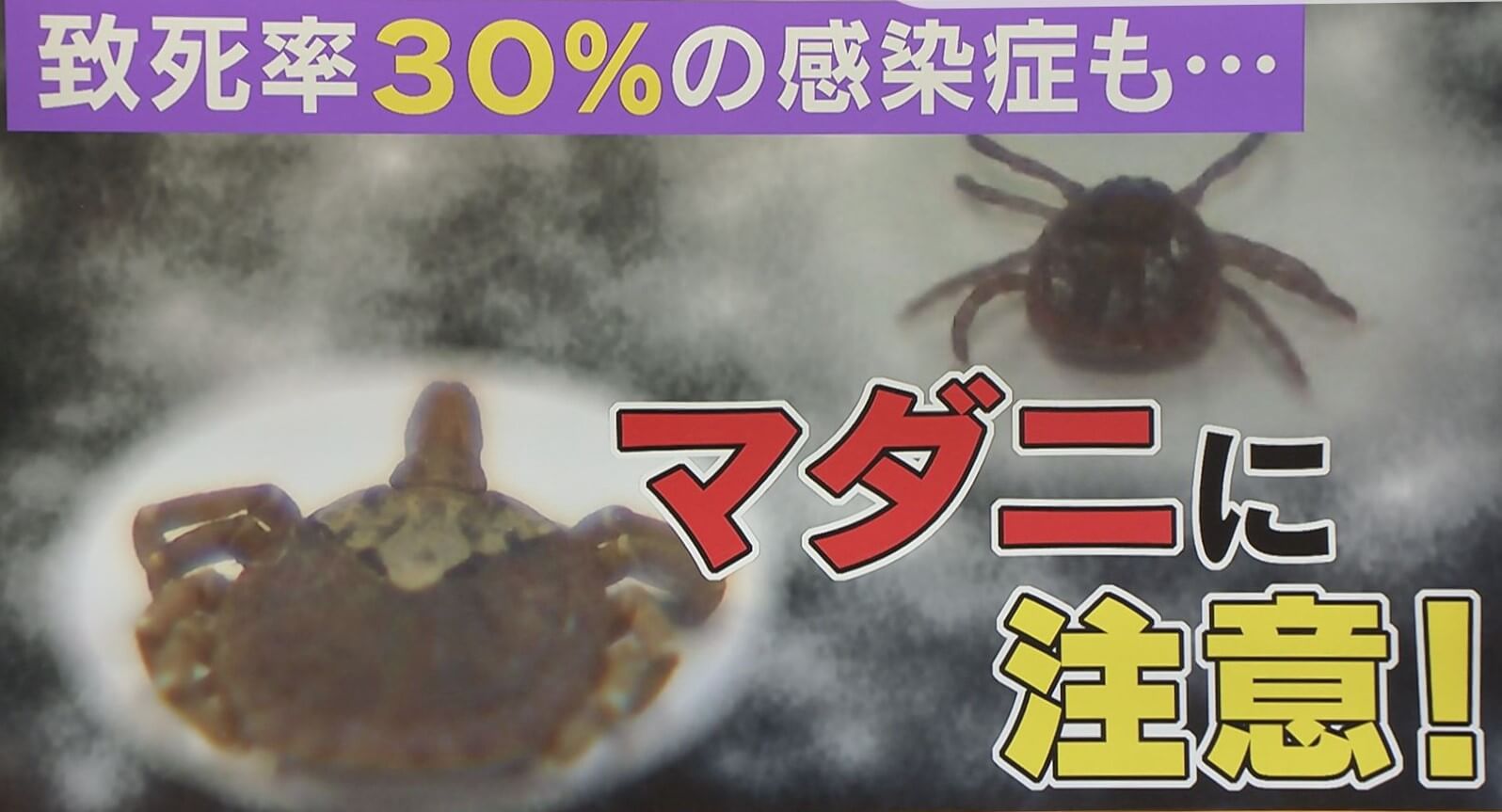 マダニに注意!致死率30%の感染症も!?山のレジャーを楽しむためのマダニ対策とは