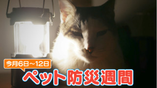 災害時、ペットを守るにはどうしたらいい？ペットの災害対策や防災グッズを解説！