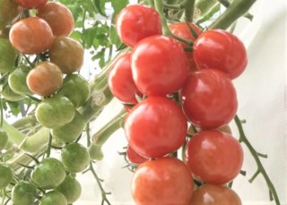 マスカットの味のようなトマト！？珍しい品種が食べ放題！東海3県のミニトマト狩りオススメスポットをご紹介