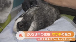 2023年の主役!人気上昇中のウサギの魅力とは?【くらしニュース】