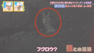 伊豆半島最古の隧道で遭遇したのはフクロウ！？ 道マニアも「初めて見た」という奇跡の瞬間