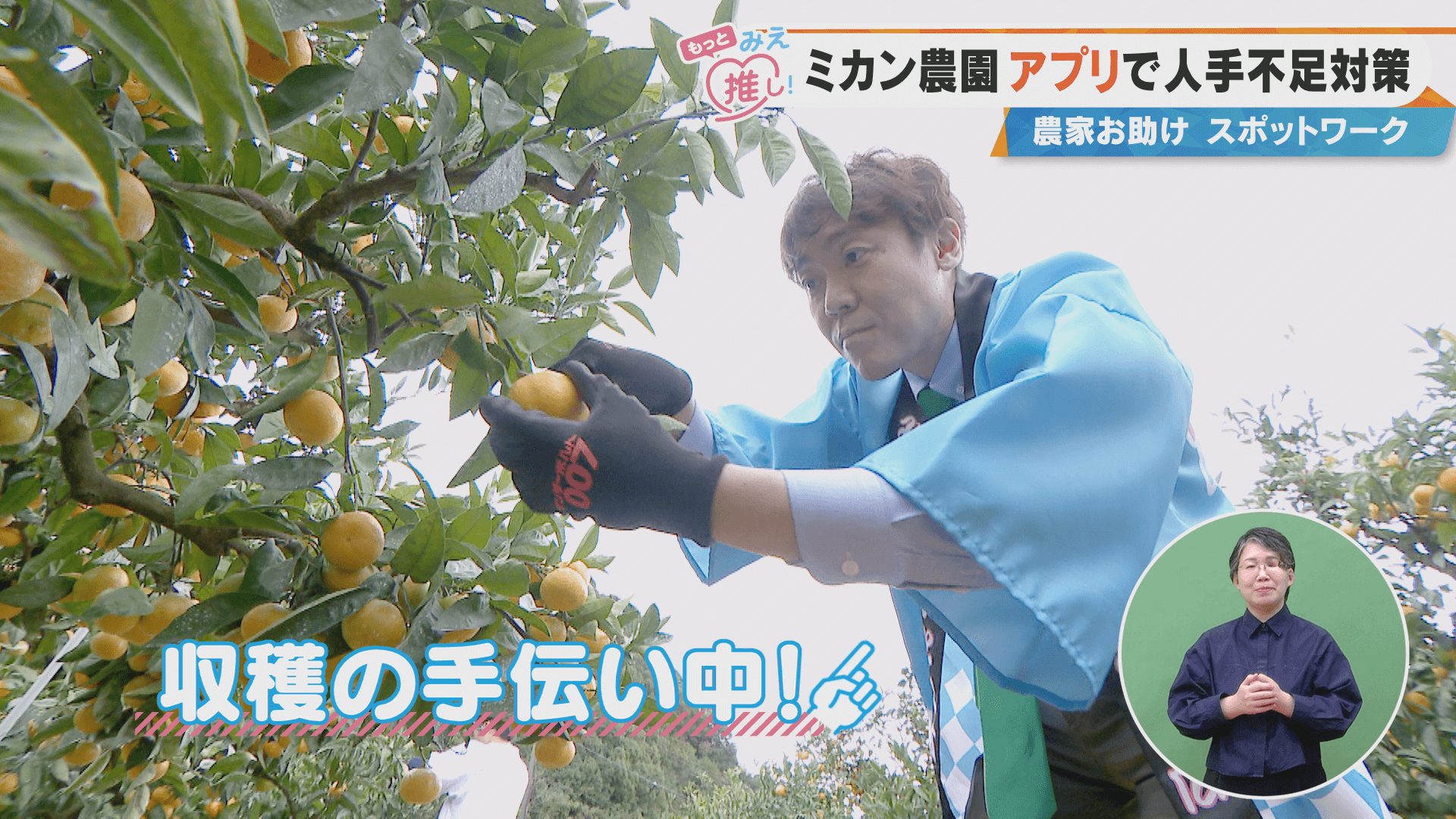 ミカン農園アプリで人手不足対策 農家お助け スポットワーク