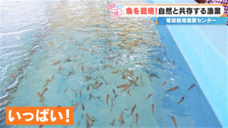 魚だけでなく“エサ”も育てる！？ 稚魚を人の手で守る「栽培漁業」 三重県「尾鷲栽培漁業センター」の現場に密着！