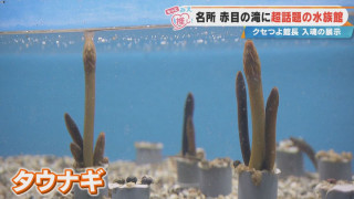  “クセが強い”と話題！？三重・名張市「赤目滝水族館」の展示がユニークすぎる