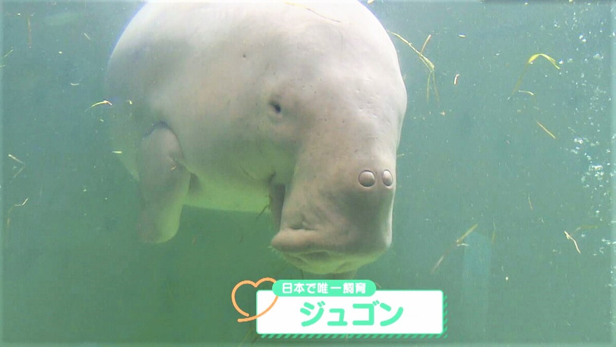 CBCテレビ『チャント！』よしお兄さんのもっと”みえ”推し