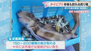 何が釣れるかわからない！？エイやサメの他に“珍魚”も…三重県大紀町に漁師直営の釣り堀「日の丸水産」がオープン