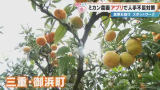 ミカンの収穫作業が“単発バイト”でできる！？人手不足解消へ…三重・御浜町の農園が挑む「スポットワーク」