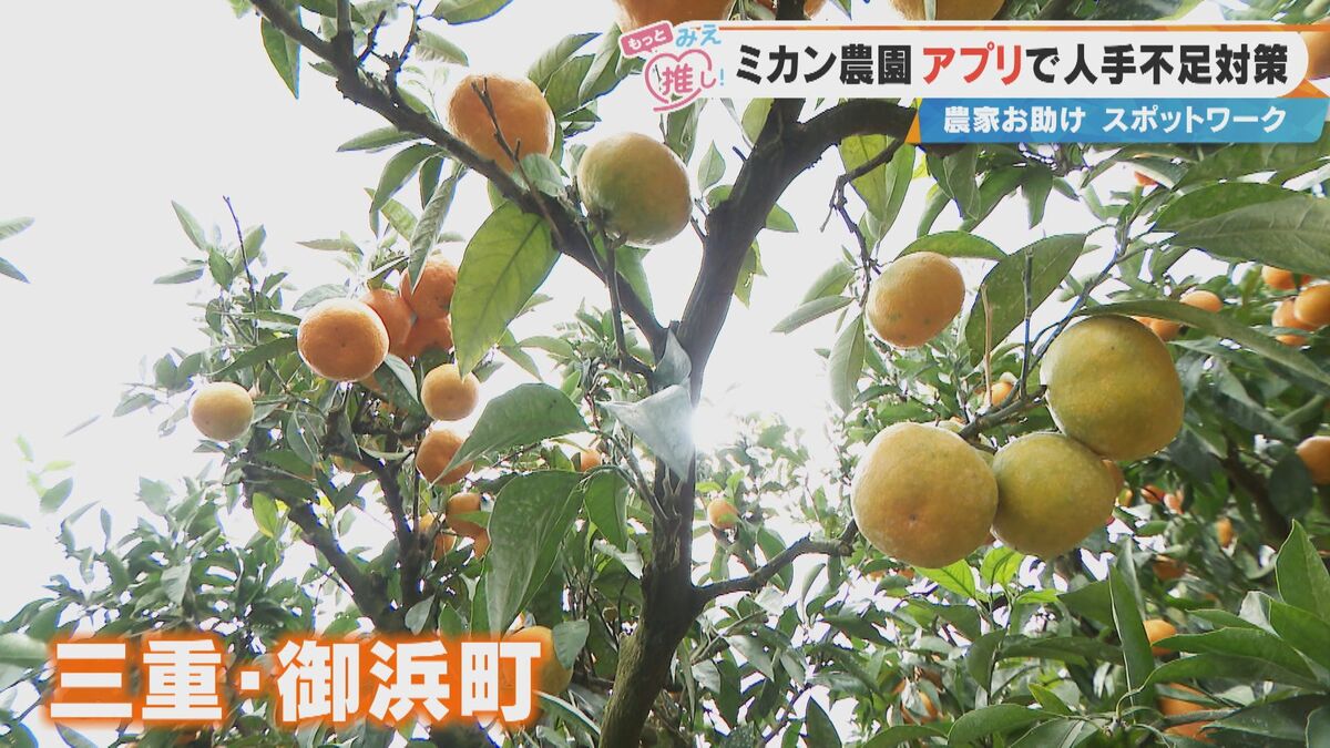 ミカンの収穫作業が“単発バイト”でできる！？人手不足解消へ…三重・御浜町の農園が挑む「スポットワーク」