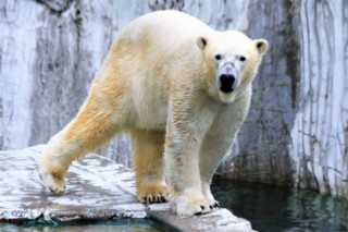動物たちの飼育環境に知恵をしぼれ！アニマルウェルフェア（動物福祉）の今