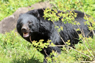ついに自衛隊まで出動！クマと人間との関係はどうなっていくのだろうか