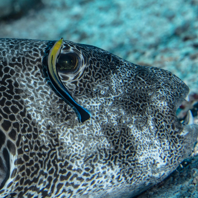 「目を開くモヨウフグ」提供：しものせき水族館「海響館」