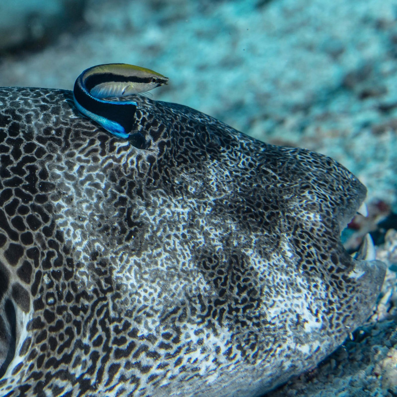 「目を閉じるモヨウフグ」提供：しものせき水族館「海響館」