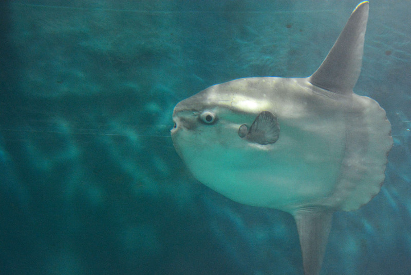 「マンボウ」提供：しものせき水族館「海響館」