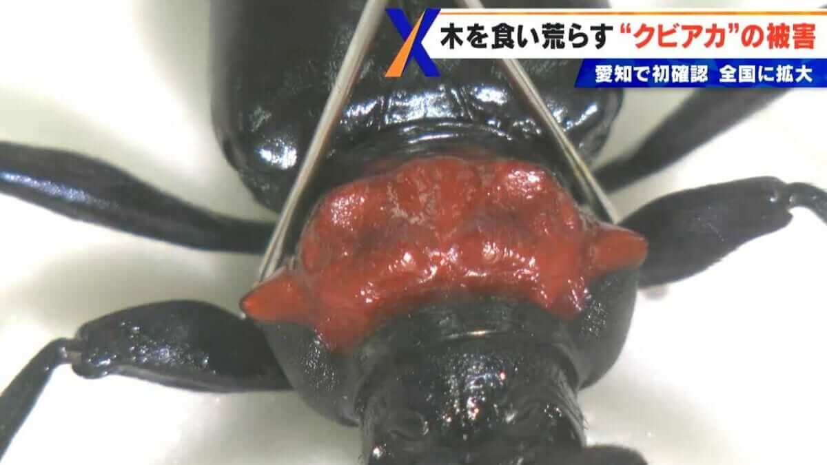 不気味な“赤い首” 艶のある体 「クビアカツヤカミキリ」 樹木の内部を食い荒らす 名古屋では過去最悪ペースで被害拡大