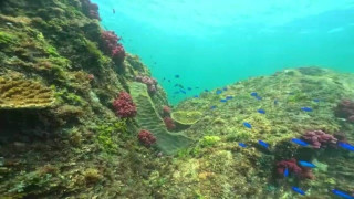 “グルクン”などこれまであまり見かけなかった魚も増加 三重の海に広がるサンゴ