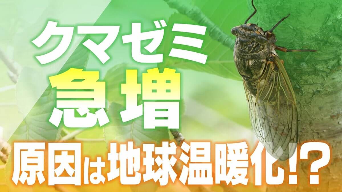 「8割近くクマゼミになっている」原因は地球温暖化? 関東にまで分布広がる… 暑すぎてセミが｢夏眠｣を!?