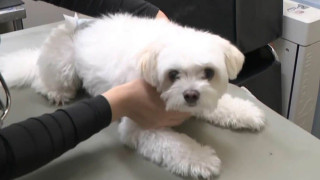 突然ペットのお尻から液体が… この時期多い“フルーツの誤食”も 年中無休・毎日20時間診療 夜間の動物病院に密着