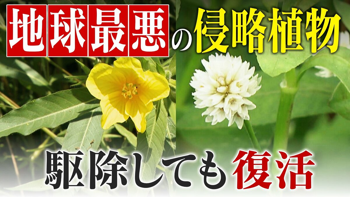 すぐに復活 駆除は極めて困難 “地球最悪”の侵略植物 田植えはしたけれど…｢黄色い花｣と｢白い花｣の群生に注意を！