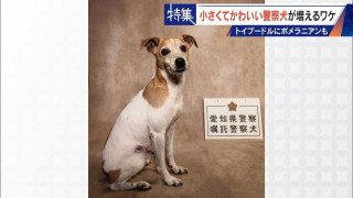 大型犬のイメージから一転… トイプードルなど小さくてかわいい警察犬が増加 全国の9割が“嘱託” 小型犬の採用が増えた理由とは