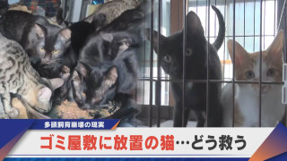「多頭飼育崩壊の現実」保護のため家購入・手術専用車も…。猫をどう救う？