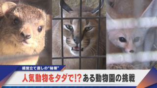 希少動物を無償で！？人気動物を手に入れる秘策とは？ある動物園の挑戦【newsX】