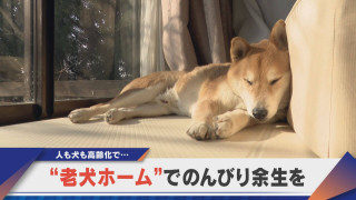 飼育環境が良くなり長寿に“老犬ホーム”で余生を【newsX】