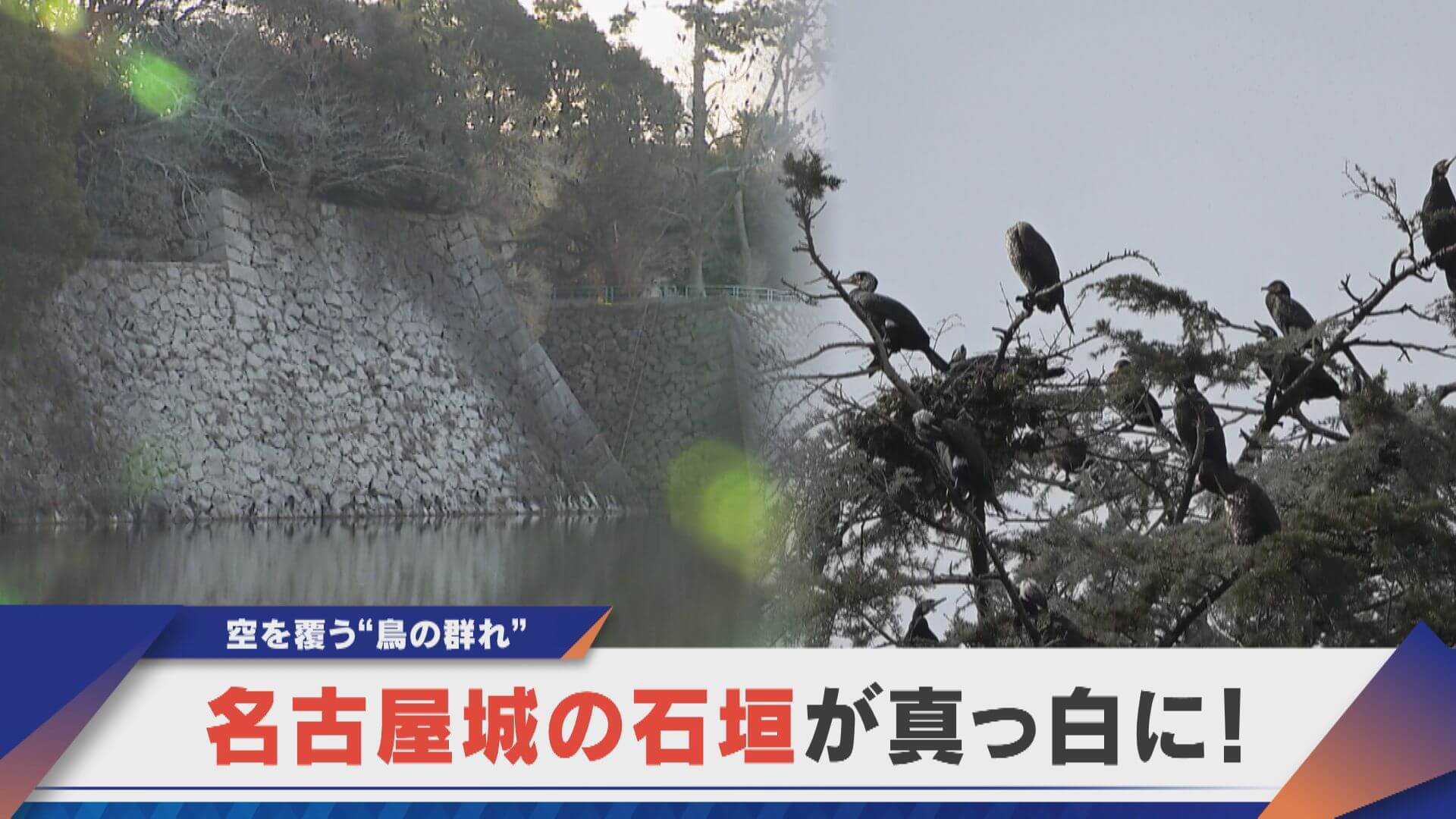 名古屋城の石垣が真っ白に？ボラを追ってきた“カワウ”の大群が…【newsX】