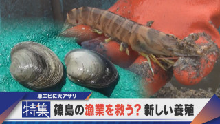 【特集】篠島の漁業を救う？新たな養殖 車エビに大アサリ 初の挑戦【newsX】