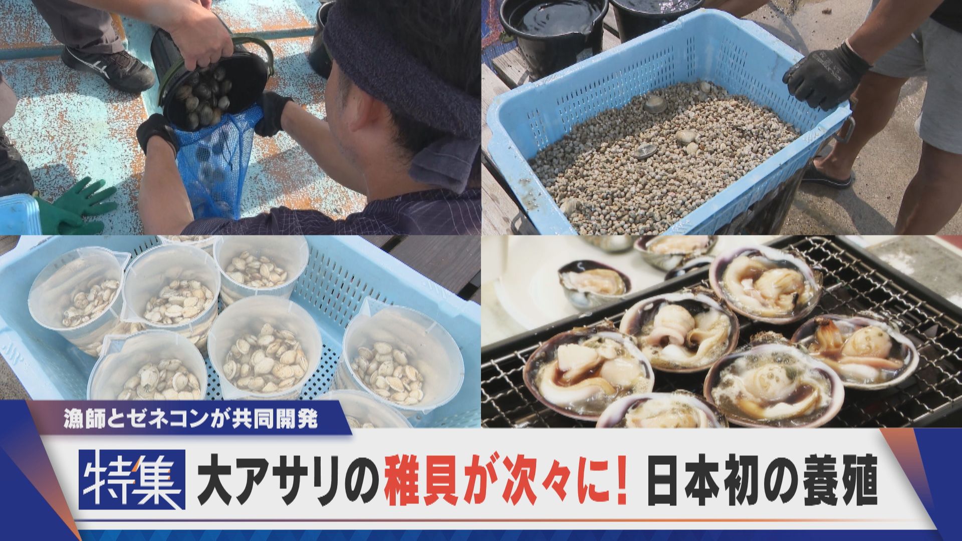 【特集】大アサリの稚貝が次々！画期的な養殖 篠島の漁師とゼネコンが共同開発