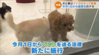 犬と猫に“マイクロチップ装着”義務化 15ケタの番号で“迷子”減らせる? 年間41万匹が対象に…