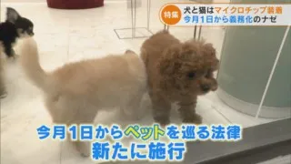 犬と猫に“マイクロチップ装着”義務化 15ケタの番号で“迷子”減らせる? 年間41万匹が対象に…